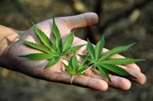 Coltivazione di cannabis legale il punto della situazione in Italia